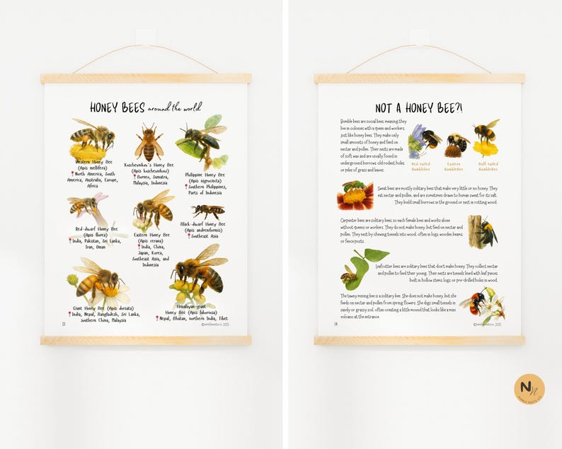 Honey Bee Unit Study: Bee Lifecycle, Anatomy & Pollination (PDF) - Etsy