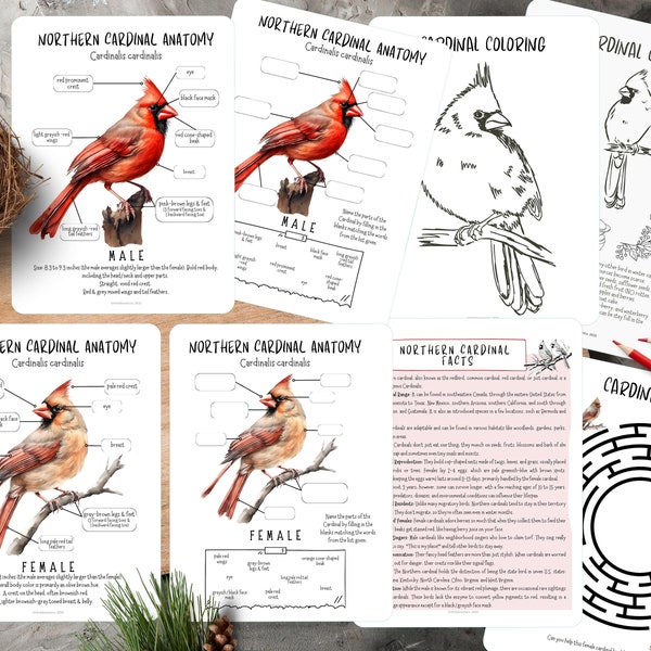 Cardinal Bird mini study, Winter backyard bird study, Northern cardinal anatomy, Homeschool winter unit study, Bird unit study