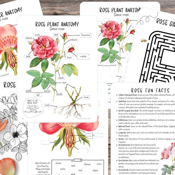 Rose Mini Unit study,Rose Anatomy,Rose Nature study, Spring Flower study,Homeschool flower study,Garden unit,Roses poster