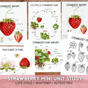 Erdbeere MINI Studie, Erdbeerlebenszyklus, Erdbeeranatomie, Wissenschaft Homeschooling druckbar, Erdbeeraktivität, Federeinheit