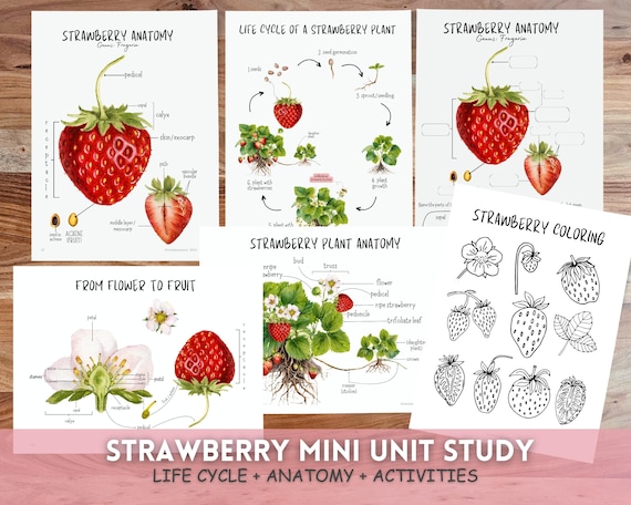 Strawberry Life Cycle & Anatomy Homeschool Printable (PDF) - Etsy Israel