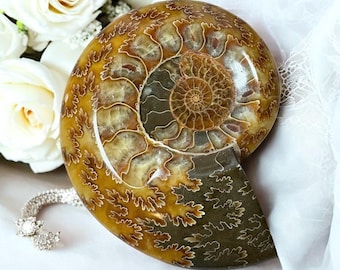 May include: A polished ammonite fossil with a spiral pattern in shades of brown, tan, and cream. The fossil is displayed on a white surface with a white floral arrangement and a silver bracelet with diamond-like accents.