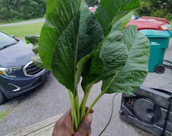 Jamaican Callaloo Seeds (100+ seeds)