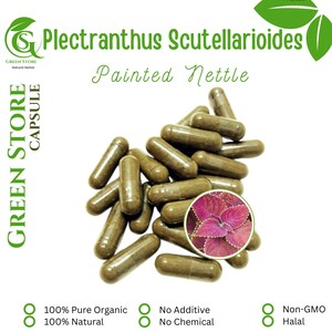 100-500 CAPSULES Painted Nettle Plectranthus Scutellarioides @600mg Fresh Natural Herbs spices Indonesian herb Organic WildCrafted