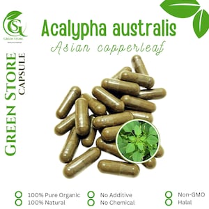 100-500 CAPSULES @600mg Acalypha Australis Asian Copperleaf Natural Herbs spices Indonesian herb Organic