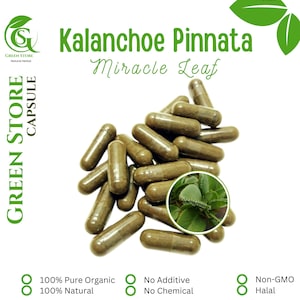 100-800 CAPSULES Kalanchoe Pinnata, Cathedral Bells, Air-plant, Cocor Bebek @600mg Fresh Natural Herbs spices Indonesian herb Organic