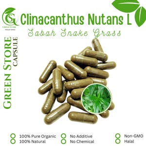 100-800 CAPSULES Clinacanthus nutans lindau, Dandang Gula @600mg Fresh Natural Herbs spices Indonesian herb Organic Wildcrafted