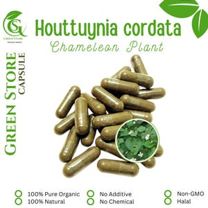 100-500 CAPSULES @600mg Houttuynia Cordata Chameleon Plant Natural Herbs spices Indonesian herb Organic