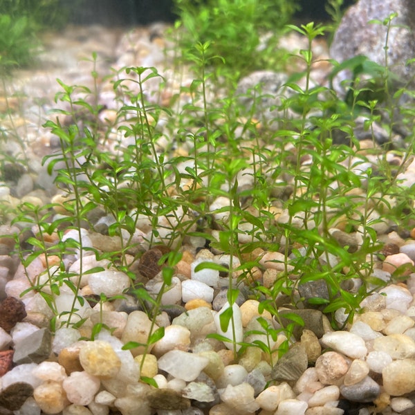 Pearl Aquarium Plants Etsy