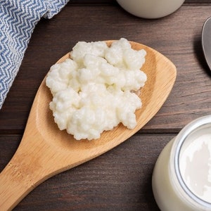 Organic Live Milk Kefir Grains Probiotics 1 Teaspoon Free Shipping Canada image 1