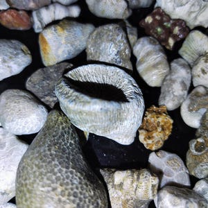 mystery fossil box all sizes small med and large