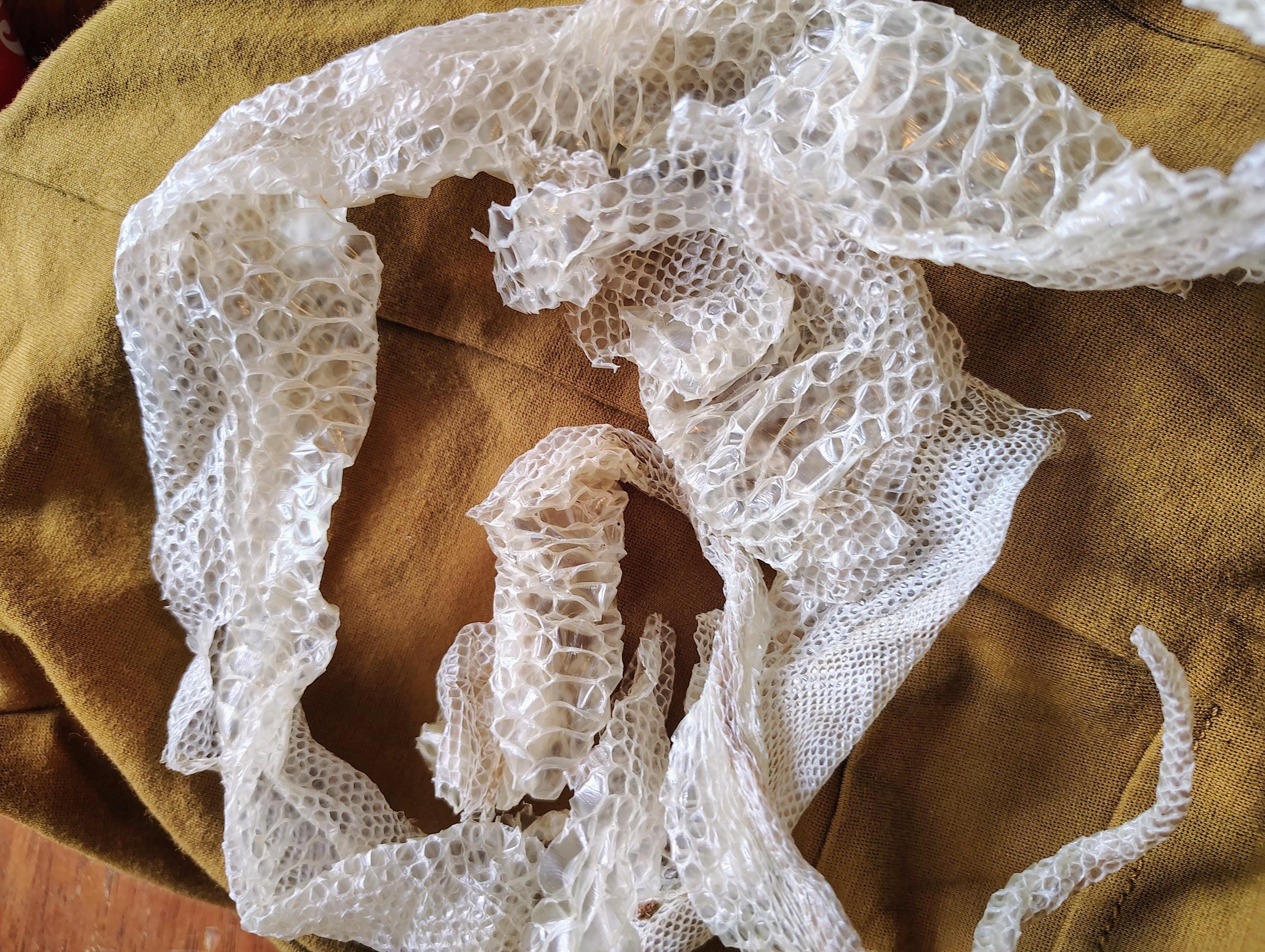 Ball Python Snake Shed - Etsy