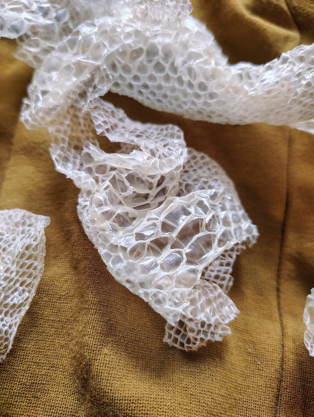 Ball Python Snake Shed - Etsy