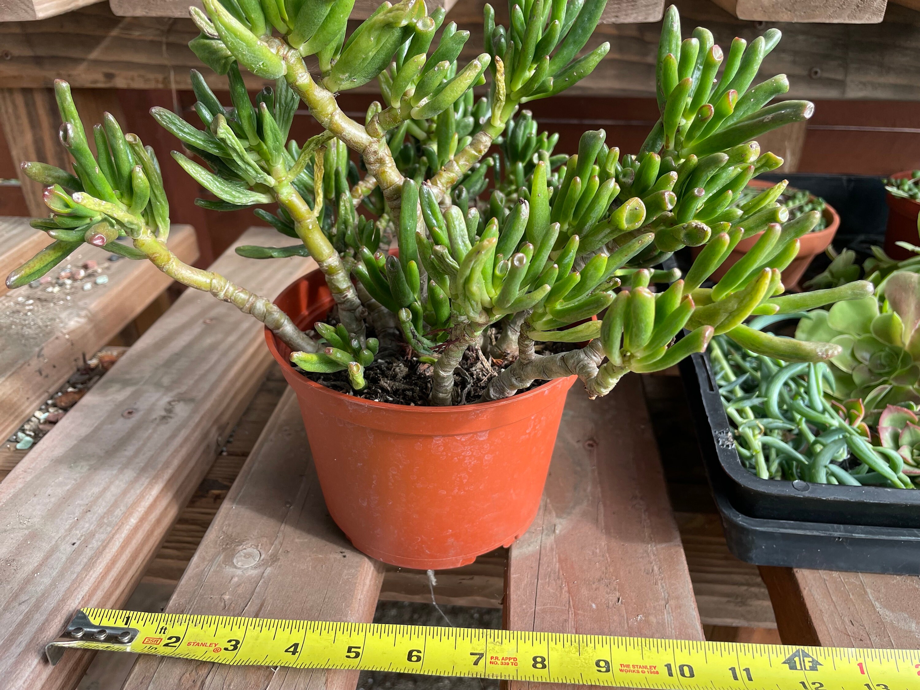 Aeonium, Gollum Jade, Strings XL Bundle of Succulents. All Plants ...
