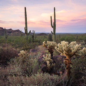 This sunrise colors on these Saguaro and Cholla cacti show how beautiful the Arizona landscape can be. Desert, Landscape, Cactus, Sunrise