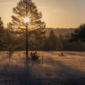 Ray of sunshine thru the trees. This sunrise picture of the sun peeking thru the pine trees gives a warm glow of hope for the coming day.
