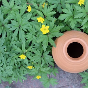 Olla Lutoya 2L Self watering pot for your garden image 6