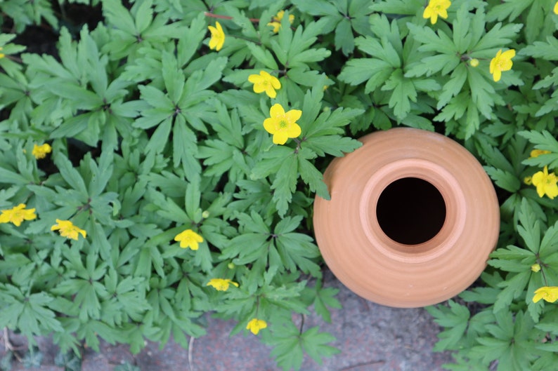 Olla Lutoya 2L Self watering pot for your garden image 6