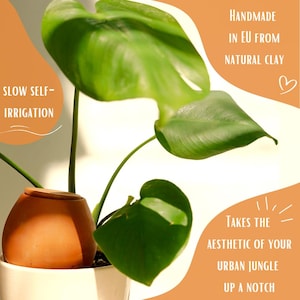 May include: A terracotta self-watering pot with a green Monstera plant growing in it. The pot is handmade in the EU from natural clay and features the text "SLOW SELF-IRRIGATION" and "HANDMADE IN EU FROM NATURAL CLAY".