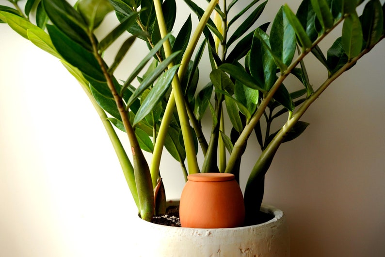 Olla