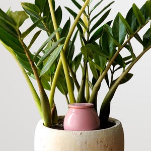 Medium Olla 35 cl, Selbstbewässerungskanne, Selbstbewässerungskanne, Pflanzengießen, Pflanzenbewässerungssystem, Zimmerpflanzenbewässerung, Wasserspike, Oya