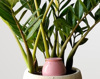 Medium Olla 35 cl, Self Watering Pot, Self Watering Can, Plant Globe, Plant Watering System, Indoor Plant Watering, Water Spike, Oya