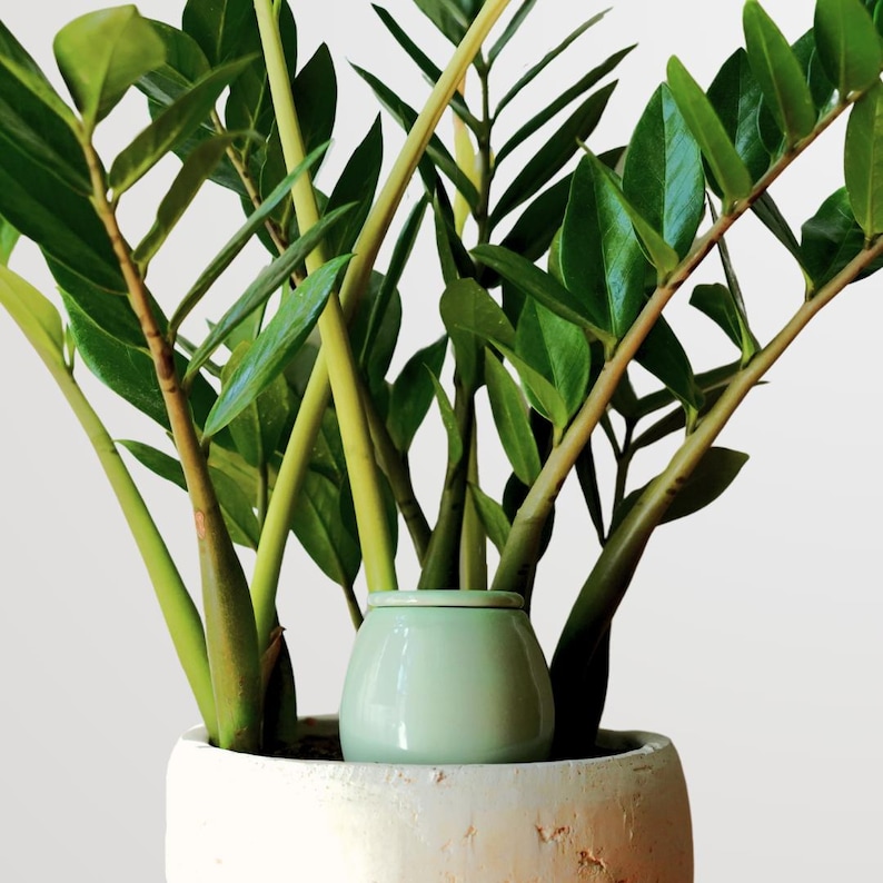 May include: A ZZ plant with vibrant green leaves and stems, potted in a textured white ceramic pot. A small, light green ceramic pot sits in the center of the plant. The plant has a lush, full appearance.