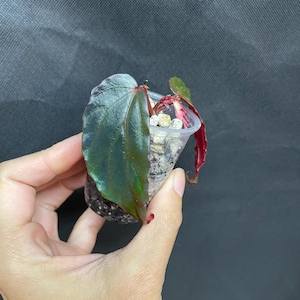 Begonia Metallicolor x Begonia Kapuashuluensis / Exact Plant / Terrarium Begonia / free Shipping Botanicaz 141