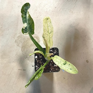 Variegated Philodendron Orlando - Etsy