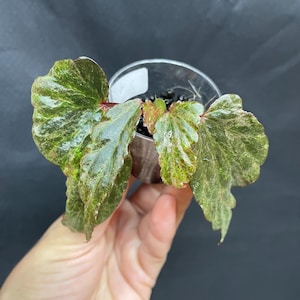 Begonia Nothobaramensis X Borneensis Variegated / Free Shipping / rare begonia / terrarium plant / Botanicaz 49 v4