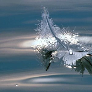 May include: A single white feather floats on the surface of the water, reflecting the sunlight. The feather is partially submerged, with its tip pointing upwards. The water is a light blue color, and the surface is rippled.