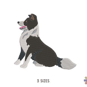 Könnte beinhalten: Ein schwarz-weißer Border Collie sitzt mit herausgestreckter Zunge. Der Hund blickt nach links.