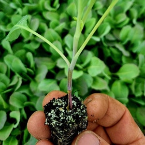 May include: A green cabbage seedling with two large leaves, growing in a small pot of soil. The seedling is held in a hand, with the roots visible.