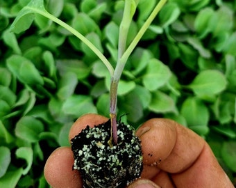 Cabbice Cabbage Plug Plants SWEET FLAVOUR "Grow Your Own" Vegetables 'Ready to Plant Now'