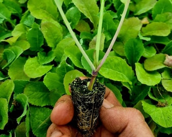 May include: A green leafy plant with two large leaves growing from a small brown pot. The plant is being held in a hand.