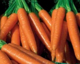 Carrot Plug Plants MIXED PACK "Grow Your Own" Vegetables Orange, Purple, Golden