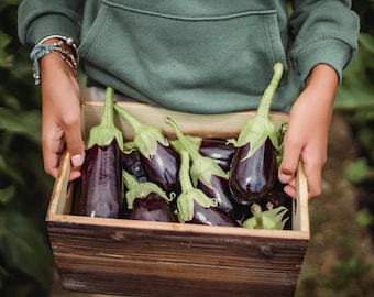 Aubergine Plug Plants "Grow Your Own" Fruit 'Ready to Plant Now' Young Fruit Plants **LETTERBOX FRIENDLY**