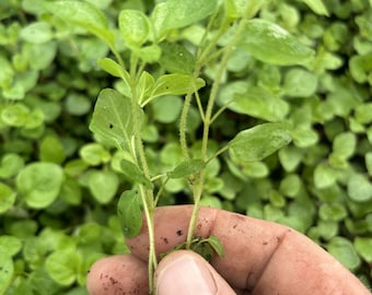 Marjoram Sweet Plug Plants "Grow your Own" Herbs **LETTERBOX FRIENDLY**