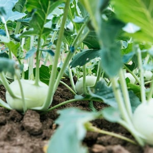 May include: Close-up of a row of green kohlrabi plants growing in a garden. The plants have large, round, light green bulbs and are surrounded by lush green leaves.