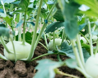May include: Close-up of a row of green kohlrabi plants growing in a garden. The plants have large, round, light green bulbs and are surrounded by lush green leaves.