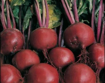 Beetroot Plug Plants - “Grow Your Own” Vegetable Roots **LETTERBOX FRIENDLY**
