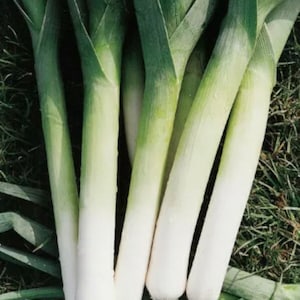 May include: A bunch of fresh green leeks with white bulbs, lying on a bed of green grass.