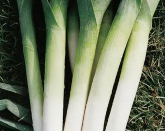 Leek Plug Plants - “Grow Your Own” Vegetables **LETTERBOX FRIENDLY**