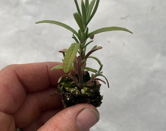 May include: A small lavender plant seedling with narrow, grey-green leaves and a central stem, featuring a compact root ball of dark soil with visible white perlite particles, held upright to display its vertical growth and foliage structure.