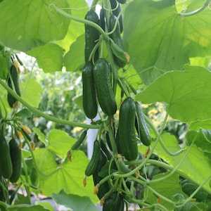 May include: Image of a cucumber plant with several green cucumbers hanging from the vines. The cucumbers vary in size and shape, with large green leaves in the background. The image is well-lit, showing the details of the plant and its produce.