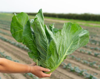 Spring Green Cabbage Plug Plants "Grow Your Own" Vegetables 'Ready to Plant Now' Young Vegetable Plants **LETTERBOX FRIENDLY**