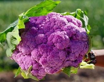 Purple Cauliflower Plug Plants "Grow Your Own" Vegetables **LETTERBOX FRIENDLY**