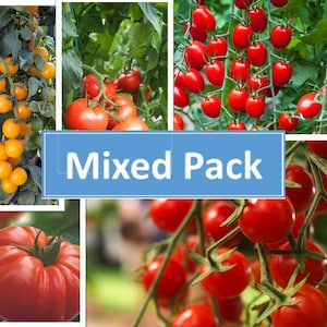 May include: A collage of images featuring different varieties of tomatoes. The images show red, yellow, and orange tomatoes growing on vines. The text "Mixed Pack" is displayed in a blue banner.
