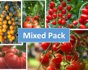Tomato Plug Plants MIXED PACK "Grow Your Own" Fruit 'Ready to Plant Now' Young Vegetable Plants