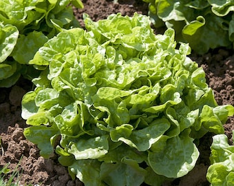 Green Oakleaf Lettuce Plug Plants "Grow Your Own" Salad 'Ready to Plant Now' Young Vegetable Plants **LETTERBOX FRIENDLY**